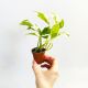 Epipremnum N'Joy P7