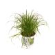 Cyperus Zumula P12