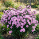 Aster Sarah Bellard P12