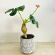 Jatropha Podagrica P13