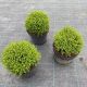 Hebe Green Globe P17