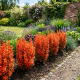Berberys Thunberga Vulcano P17