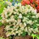Pieris Japoński Purity P9