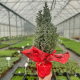 Cyprys Świąteczny Ośnieżony W Czerwonej Folii