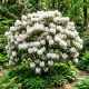 Rhododendron Madame Masson P23