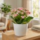 Kalanchoe Różowe P12