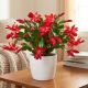 Grudnik Szlumbergera Czerwona P13