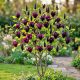 Magnolia Black Beauty P21