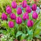 Tulipan Fioletowy P9