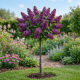 Bez Mayeri Dark Purple Pień 100cm P19