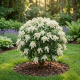Pieris Japoński Debutante P19