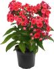 Floks Wiechowaty Flame Coral P12