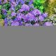 Rhododendron Blue Tit P19