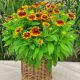 Rudbekia Littlebeckia Sunrise P14