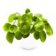 Pilea Peperomiowata Pieniążek P10