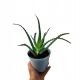 Aloes Leczniczy P13