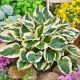 Hosta Patriot P14