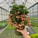 Ardisia Crenata Łososiowa P14