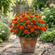 Cynia Profusion Double Fire P12