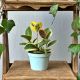 Hoya Australis Blondie P12