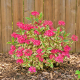 Hortensja Piłkowana Euphoria Pink P15