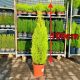 Cyprysik Goldcrest Wilma XXL 100cm P23