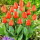 Tulipan Pomarańczowy  P9