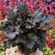 Żurawka Ogrodowa Black Pearl P14