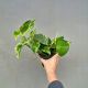 Epipremnum Marble Queen P12