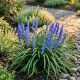 Liriope Szafirkowate P17