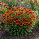 Rudbekia SmileyZ Happy P14