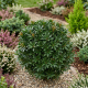 Pieris Japoński Minor P9