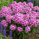 Floks Plamisty 'Natascha' P12