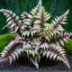 Athyrium Pewter Lace P19