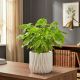 Syngonium Mottled Mojito P13