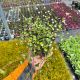 Muehlenbeckia Sealand compact P12