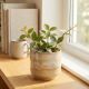 Peperomia Tetragona P13
