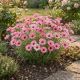Rhodanthemum 'Zagora Pink' P12