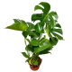 Monstera Dziurawa Deliciosa Duża P17
