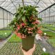 Ardisia Crenata Różowa P14