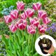 Tulipan Hawaii P14