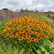 Rudbekia Prairie Glow P14