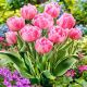Tulipan Foxtrot P14