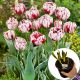 Tulipan Carnival de Nice P14