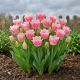 Tulipan Fancy Frills P12