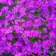 Floks Spring Purple P12
