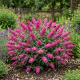 Budleja Davida Candy Little Bublegum P14