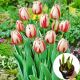 Tulipan Happy Generation P14