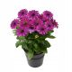 Osteospermum ecklonis Akila Purple P12