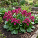 Bergenia Sercowata P14
